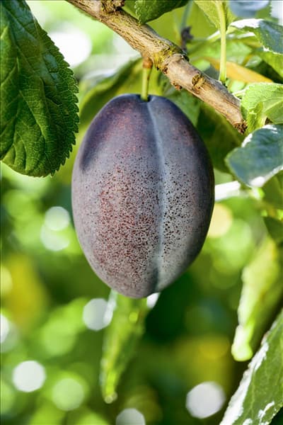 Prunus domestica subsp. domestica 'Geisenheimer Toptaste'
