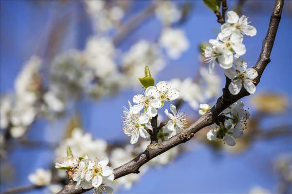 Prunus domestica subsp. syriaca