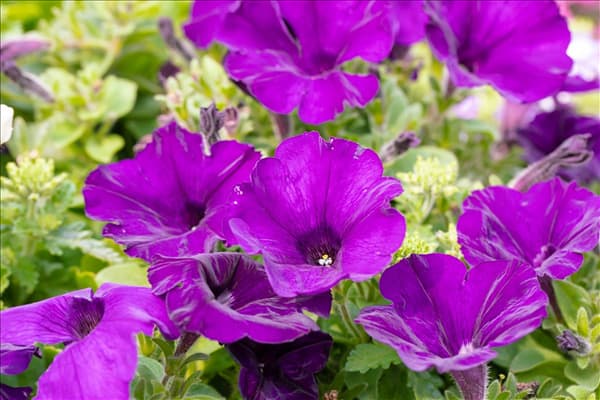 Petunia 'Surprise Cobalt Blue'