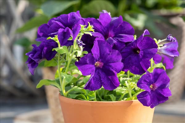 Petunia, violett