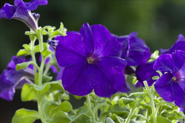 Petunia, violett
