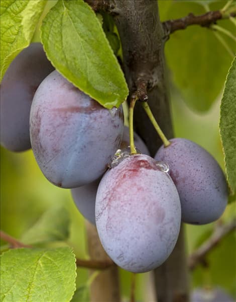 Prunus domestica subsp. domestica 'Basler Hauszwetschge'