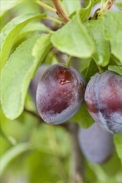 Prunus domestica subsp. domestica 'Basler Hauszwetschge'