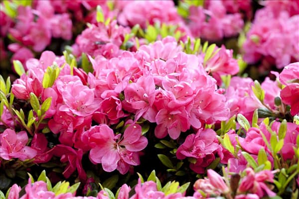 Rhododendron obtusum 'Canzonetta'