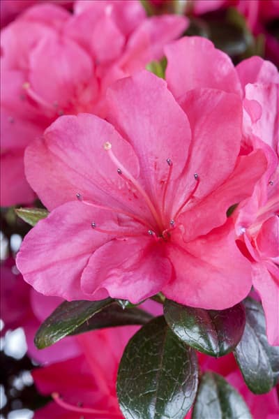 Rhododendron obtusum 'Canzonetta'