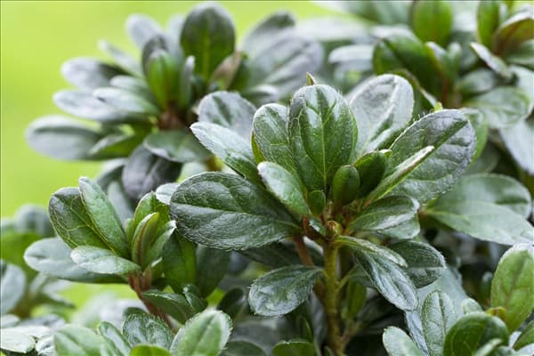 Rhododendron obtusum 'Canzonetta'