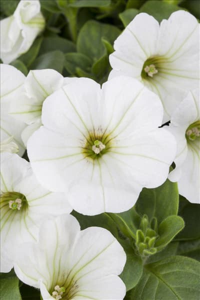 Petunia, weiß