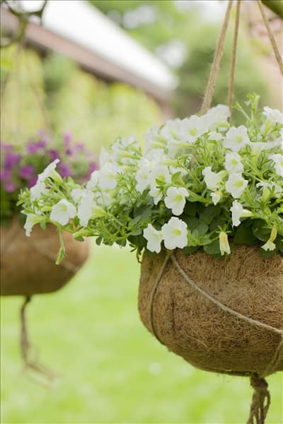 Petunia, weiß