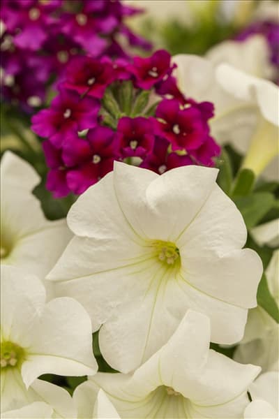 Petunia, weiß