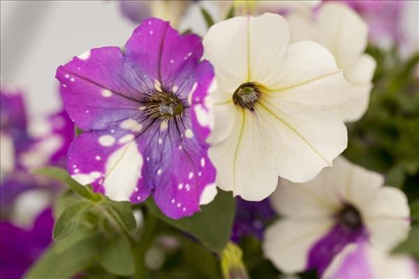 Petunia Constellation™ 'Gemini'