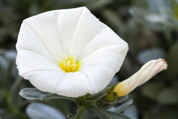 Petunia, weiß