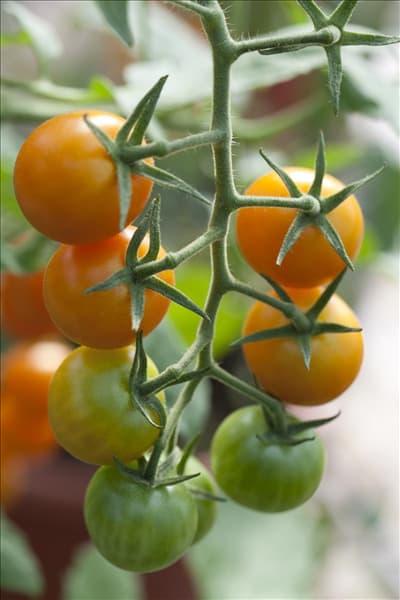 Solanum lycopersicum 'Sungold F1'
