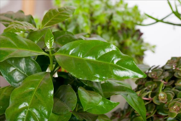 Coffea arabica