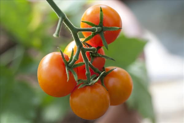 Solanum lycopersicum 'Sungold F1'