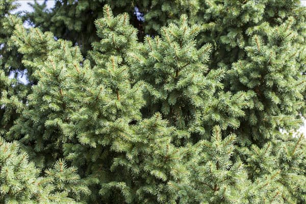 Picea abies