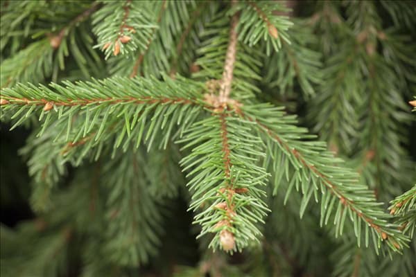 Picea abies