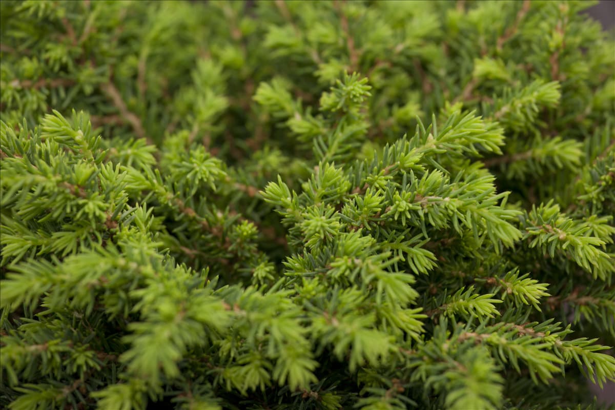 Picea abies