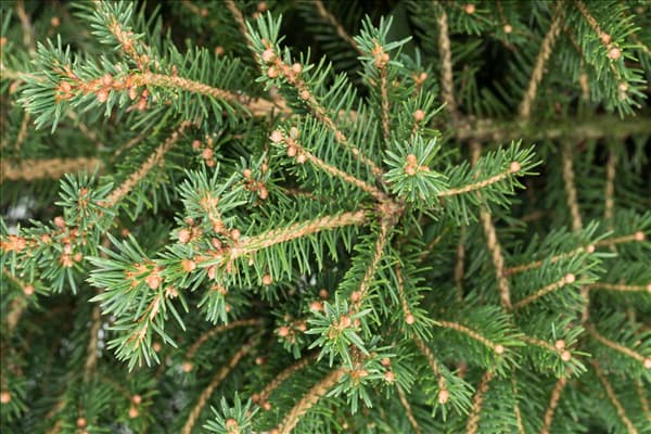 Picea abies