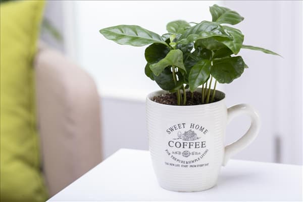 Coffea arabica