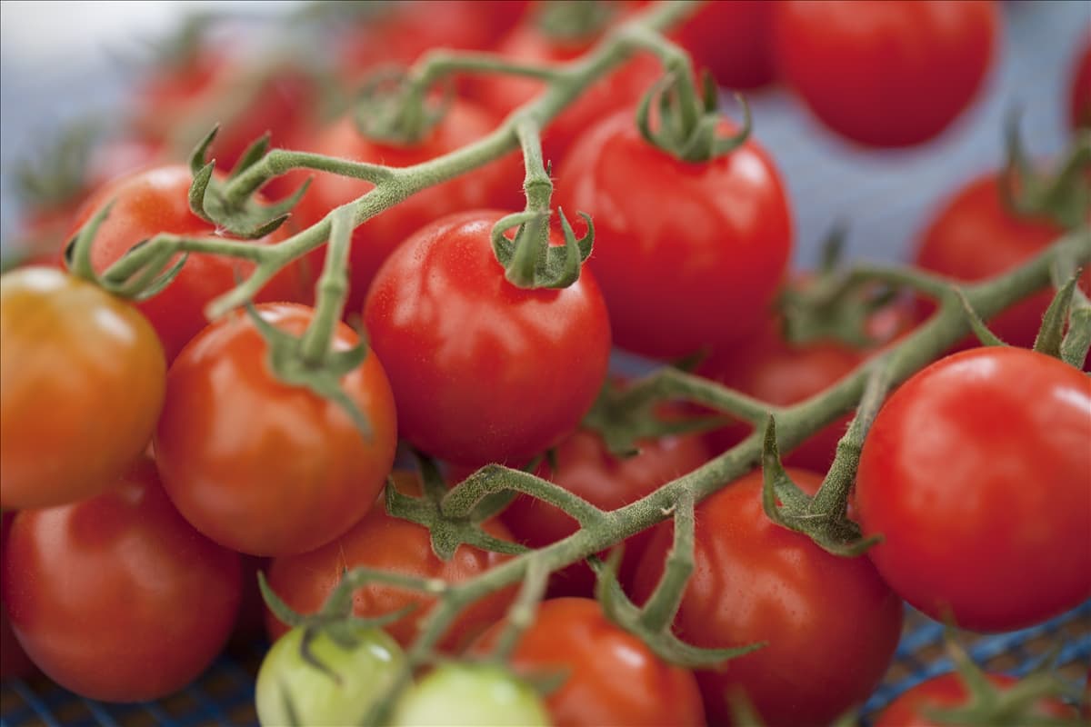 Solanum lycopersicum var. cerasiforme