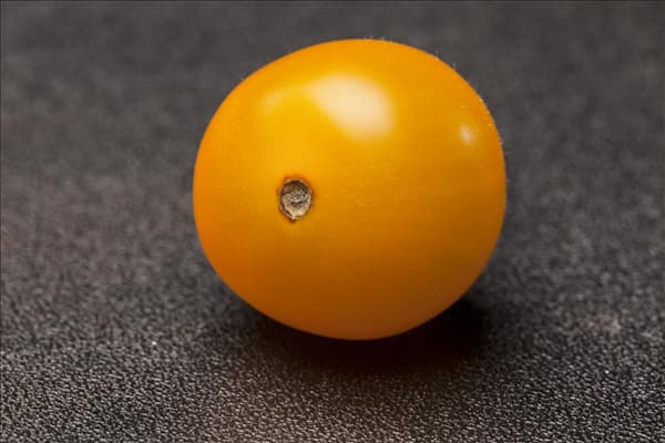 Solanum lycopersicum var. cerasiforme