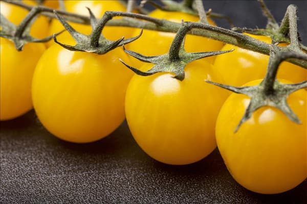 Solanum lycopersicum var. cerasiforme