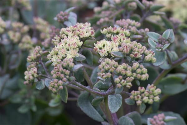 Sedum telephium
