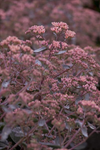 Sedum telephium