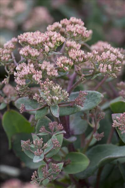 Sedum telephium