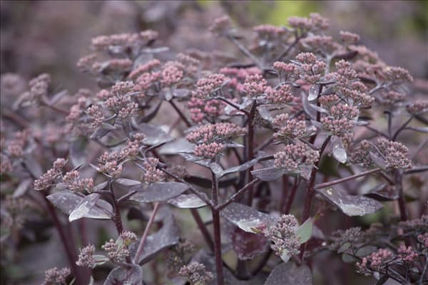 Sedum telephium