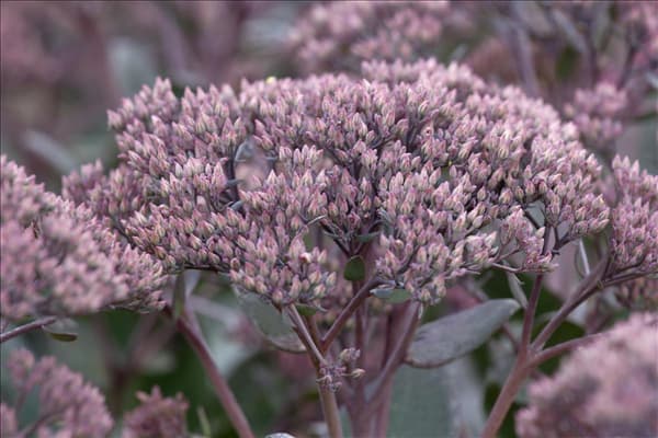 Sedum telephium