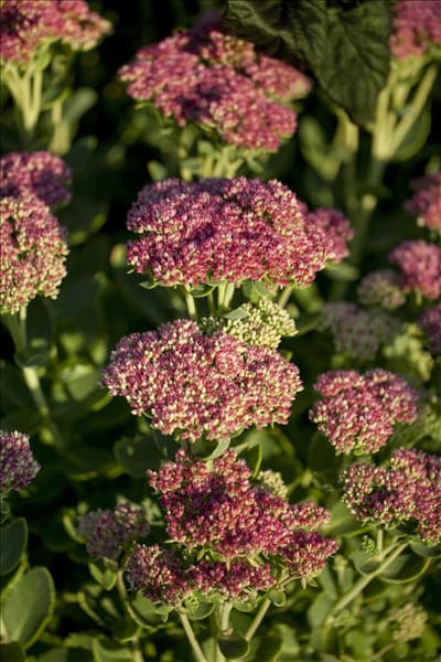 Sedum telephium