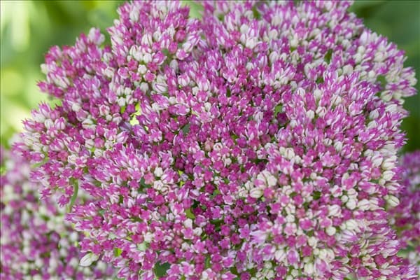 Sedum telephium