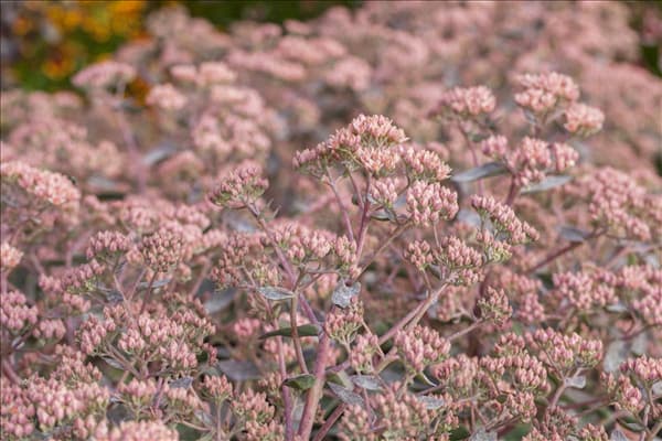Sedum telephium