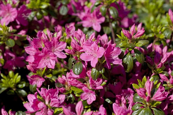 Rhododendron obtusum 'Kermesina'