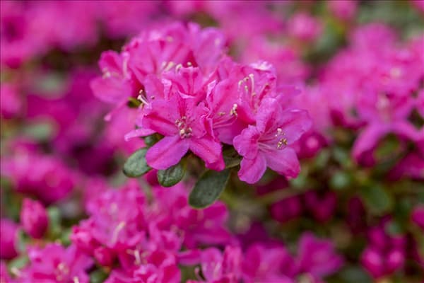 Rhododendron obtusum 'Kermesina'