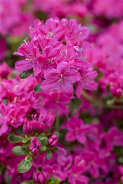 Rhododendron obtusum 'Kermesina'