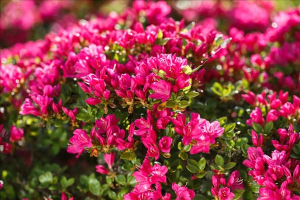 Rhododendron obtusum 'Kermesina'
