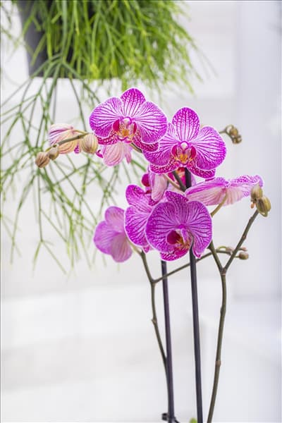 Phalaenopsis 'Andorra'