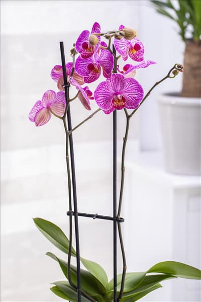 Phalaenopsis 'Andorra'