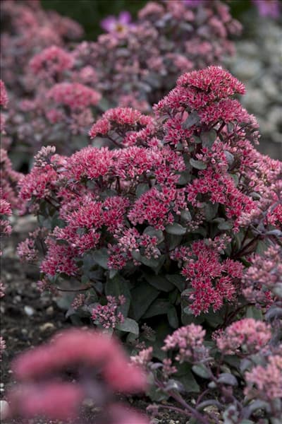 Sedum telephium 'Desert Black'