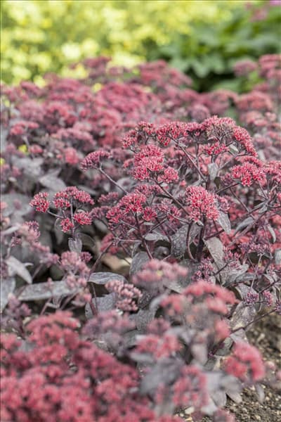 Sedum telephium 'Desert Black'