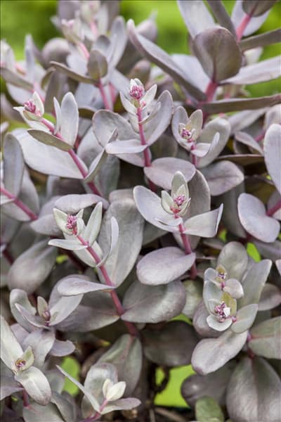Sedum telephium 'Desert Black'