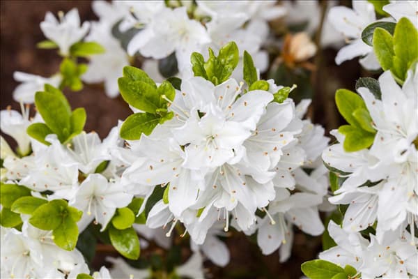 Rhododendron obtusum 'Kermesina Alba'