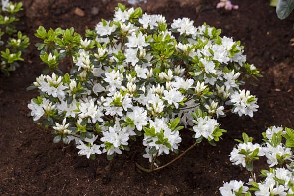 Rhododendron obtusum 'Kermesina Alba'
