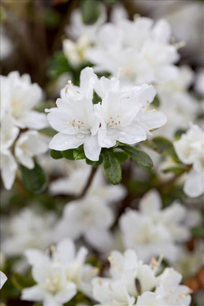 Rhododendron obtusum 'Kermesina Alba'
