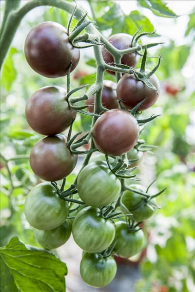 Solanum lycopersicum var. cerasiforme 'Black Cherry'
