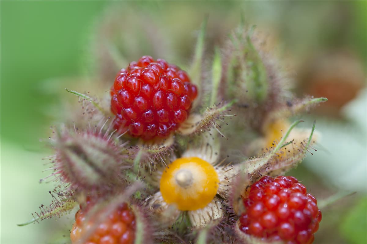 Rubus phoenicolasius