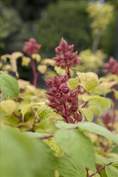 Rubus phoenicolasius