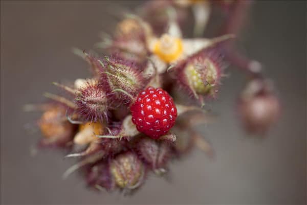 Rubus phoenicolasius